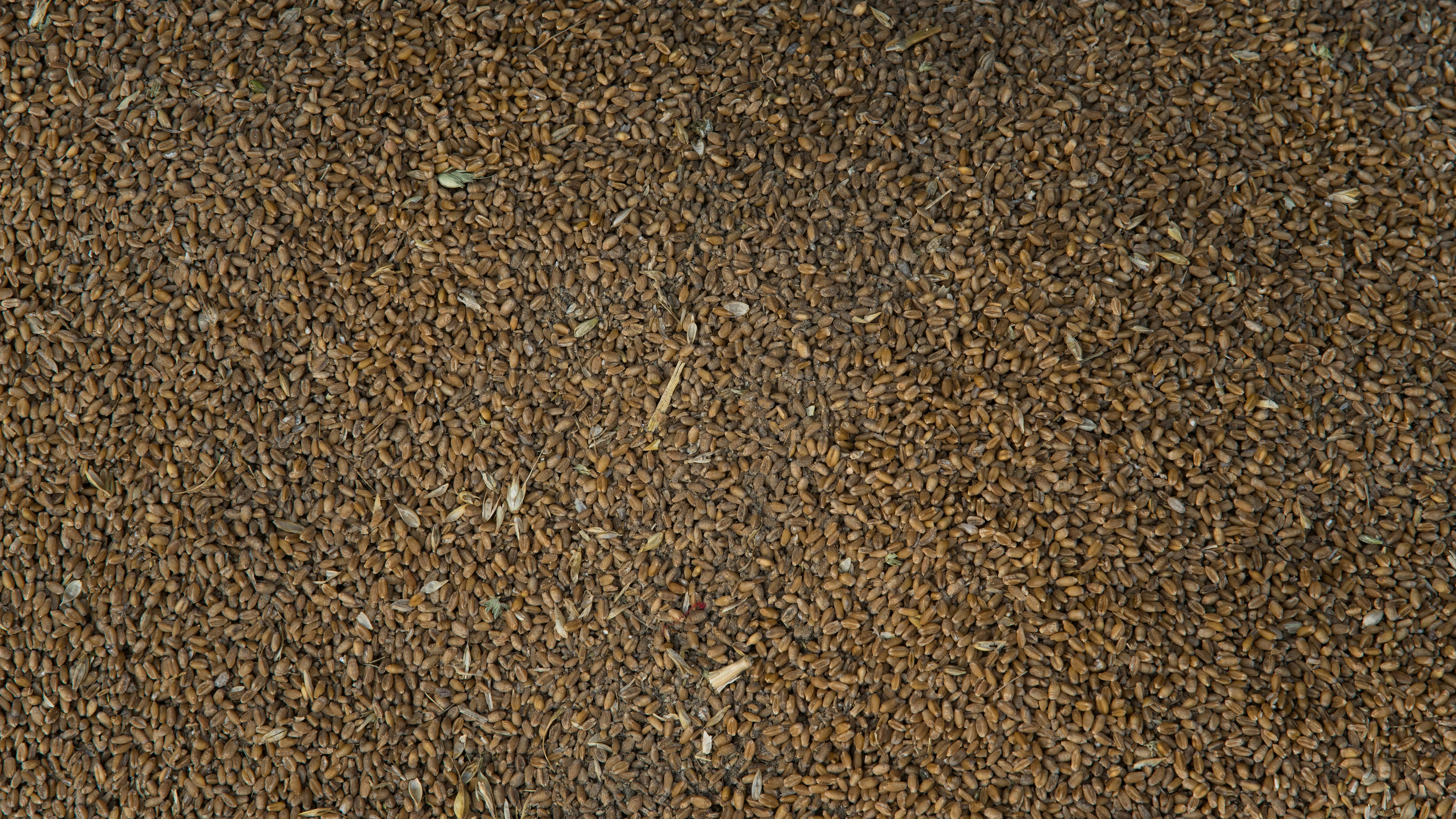 ビネイ・クマー:ハママツで日本とインド文化を結ぶ架け橋 1 a close up of a brown carpet with a small amount of dirt on it